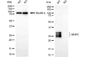 Western blotting analysis using BNIP3 antibody (ABIN7797759).
