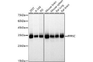 Western blot analysis of extracts of various cell lines, using (ABIN7269693) at 1:500 dilution. (PPP6C 抗体)