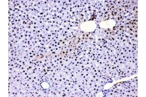 IHC testing of FFPE rat liver with PC4 antibody at 1ug/ml. (SUB1 抗体  (AA 96-127))