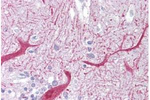 Anti-PON1 antibody IHC staining of human brain, cerebellum. (PON1 抗体  (AA 215-264))