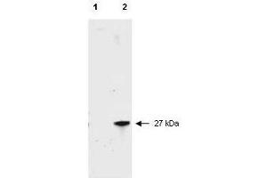 Western blot of RFP recombinant protein detected with  polyclonal anti-RFP antibody. (RFP 抗体  (Biotin))