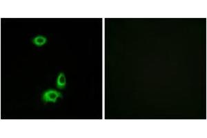 Immunofluorescence (IF) image for anti-Olfactory Receptor, Family 56, Subfamily B, Member 1 (OR56B1) (AA 161-210) antibody (ABIN1535833)
