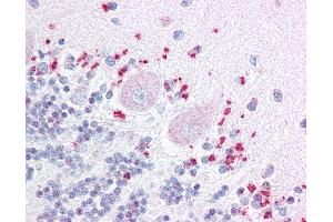 Anti-WNT7A antibody IHC of human brain, cerebellum.