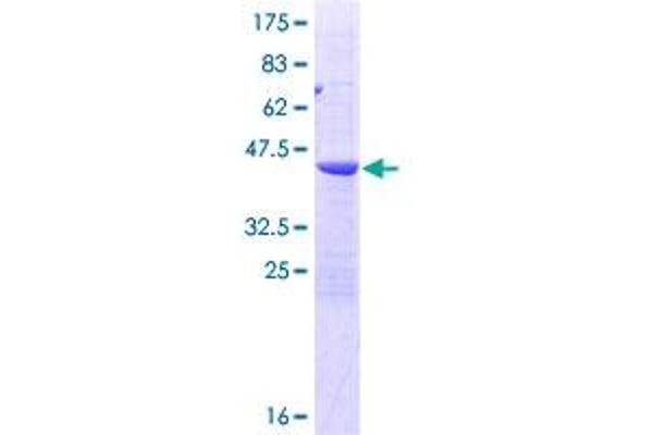 POP7 Protein (AA 1-140) (GST tag)