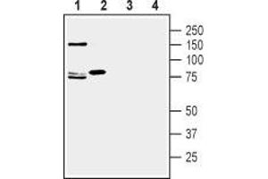 Western blot analysis of rat (lanes 1 and 3) and mouse (lanes 2 and 4) brain lysate: - 1,2. (SLC1A7 抗体  (2nd Extracellular Loop))