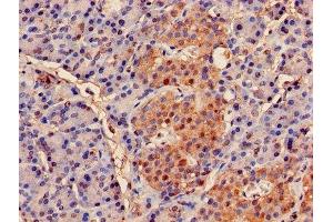Immunohistochemistry of paraffin-embedded human pancreatic tissue using ABIN7164973 at dilution of 1:100