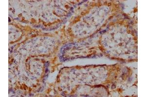 IHC image of ABIN7168153 diluted at 1:400 and staining in paraffin-embedded human placenta tissue performed on a Leica BondTM system. (Ribose 5-Phosphate Isomerase A (RPIA) (AA 1-311) 抗体)