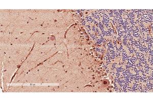 Antibody (2µg/ml) staining of paraffin embedded Human Cerebellum. (Doublecortin 抗体  (AA 232-242))