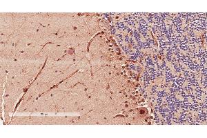 Antibody (2µg/ml) staining of paraffin embedded Human Cerebellum. (Doublecortin 抗体  (AA 232-242))