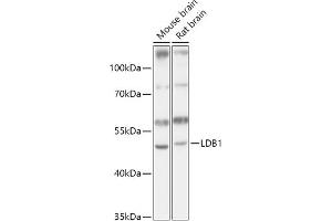 Western blot analysis of extracts of various cell lines, using LDB1 antibody (ABIN7268255) at 1:1000 dilution. (LIM Domain Binding 1 Protein 抗体  (AA 1-50))