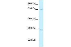 Western Blot showing MUS81 antibody used at a concentration of 1 ug/ml against A549 Cell Lysate (MUS81 抗体  (C-Term))