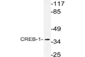 Western blot (WB) analysis of CREB-1 antibody in extracts from HeLa cells. (CREB1 抗体)