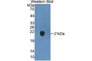 Western blot analysis of the recombinant protein. (GREM2 抗体  (AA 22-168))