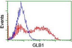Flow cytometric analysis of HEK293T cells transfected with either overexpress plasmid (Red) or empty vector control plasmid (Blue) using GLB1 monoclonal antibody, clone 5H2 . (GLB1 抗体)
