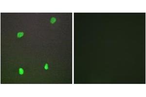Immunofluorescence (IF) image for anti-X-Ray Repair Complementing Defective Repair in Chinese Hamster Cells 3 (XRCC3) (AA 41-90) antibody (ABIN2890031)