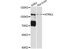 Western blot analysis of extracts of various cell lines, using NTRK2 Antibody (ABIN5998390) at 1:3000 dilution. (TRKB 抗体)