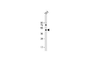 Anti-ALKBH5 Antibody (Center) at 1:2000 dilution + 293 whole cell lysate Lysates/proteins at 20 μg per lane. (ALKBH5 抗体  (AA 302-330))