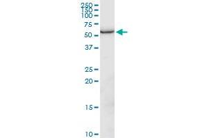GPI MaxPab polyclonal antibody. (GPI 抗体  (AA 1-558))