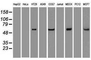 Image no. 2 for anti-Keratin 8 (KRT8) (AA 91-381) antibody (ABIN1491712) (KRT8 抗体  (AA 91-381))