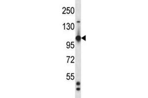 Tie1 antibody western blot analysis in mouse heart tissue lysate (TIE1 抗体  (AA 361-389))