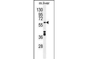 Western blot analysis in mouse liver tissue lysates (35ug/lane). (CYP1A2 抗体  (AA 255-282))