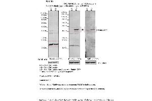 Sample Type: 1. (RAB8A 抗体  (Middle Region))