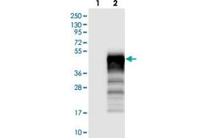 Western blot analysis of Lane 1: Negative control (vector only transfected HEK293T lysate). (C12orf53 抗体)