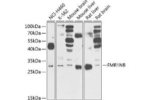 Western blot analysis of extracts of various cell lines, using FMR1NB Antibody (ABIN6132057, ABIN6140722, ABIN6140723 and ABIN6220864) at 1:1000 dilution. (FMR1NB 抗体  (AA 90-183))