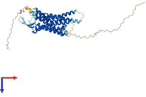 AlphaFold protein structure predicition of Human Recombinant NMBR Protein, UniprotID P28336 (NMBR Protein (AA 1-390) (His tag))