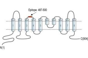 anti-Anoctamin 6 (ANO6) (2nd Extracellular Loop), (AA 487-500) antibody