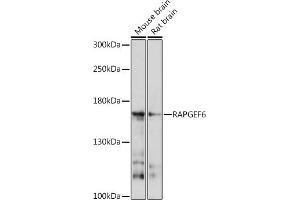 Western blot analysis of extracts of various cell lines, using R Rabbit pAb (ABIN7269851) at 1:1000 dilution. (RAPGEF6 抗体  (AA 145-240))