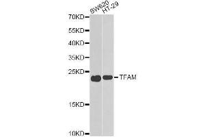Western blot analysis of extracts of various cell lines, using TFAM antibody. (TFAM 抗体  (AA 1-220))