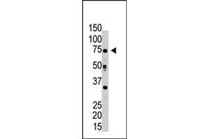 The RPN1 polyclonal antibody  is used in Western blot to detect RPN1 in HeLa cell lysate . (RPN1 抗体  (C-Term))