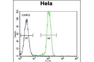 B2M Antibody (C-term) (ABIN389259 and ABIN2839397) flow cytometric analysis of Hela cells (right histogram) compared to a negative control cell (left histogram). (beta-2 Microglobulin 抗体  (C-Term))