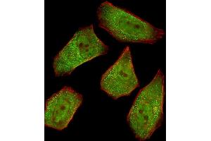 Fluorescent image of  cells stained with COL4A1 Antibody (N-term) A. (COL4A1 抗体  (N-Term))