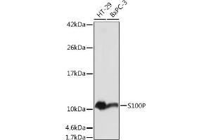 Western blot analysis of extracts of various cell lines, using S100P antibody (ABIN7270133) at 1:1000 dilution. (S100P 抗体  (AA 1-95))