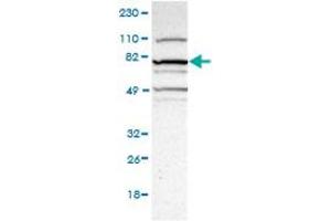 Western Blot (Cell lysate) analysis of RT-4 cell lysate. (MAMLD1 抗体)