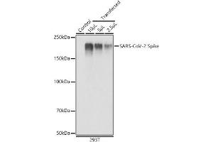 Western blot analysis of extracts of 293T cells, using SARS-CoV-2 Spike antibody (ABIN7266506) at 1:1000 dilution. (Coronavirus Spike Glycoprotein 抗体)