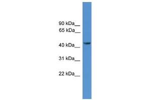WB Suggested Anti-SYT12 Antibody Titration: 1. (SYT12 抗体  (N-Term))