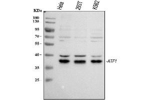 Western blot analysis of ATF1 using anti-ATF1 antibody (ABIN3043723). (AFT1 抗体  (AA 1-271))