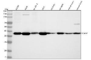 Western blot analysis of C4orf49/MGARP using anti-C4orf49/MGARP antibody (ABIN7599013).
