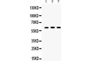 Western blot analysis of Staufen expression in PANC whole cell lysates (lane 1), A549 whole cell lysates (lane 2) and 293T whole cell lysates (lane 3). (STAU1/Staufen 抗体  (C-Term))
