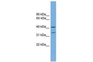 Image no. 1 for anti-Forkhead Box S1 (FOXS1) (AA 251-300) antibody (ABIN6744562) (FOXS1 抗体  (AA 251-300))