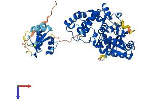 POLM Protein (AA 1-496) (His tag)
