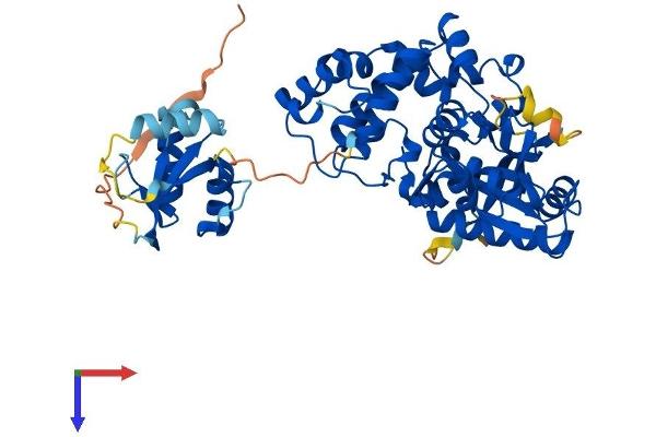 POLM Protein (AA 1-496) (His tag)