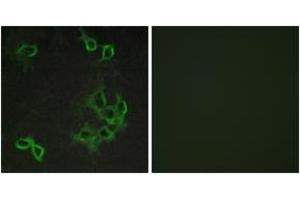 Immunofluorescence (IF) image for anti-Chemokine (C-C Motif) Receptor-Like 1 (CCRL1) (AA 5-54) antibody (ABIN2890756) (CCRL1 抗体  (AA 5-54))