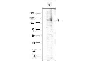 anti-SR-Related CTD-Associated Factor 1 (SCAF1) (N-Term) antibody