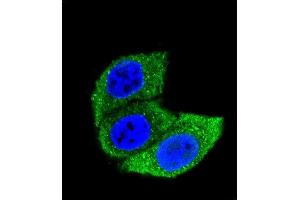 Confocal immunofluorescent analysis of HSA Antibody (ABIN659080 and ABIN2838072) with Hela cell followed by Alexa Fluor® 488-conjugated goat anti-mouse lgG (green). (HSP70 1A 抗体  (AA 574-600))