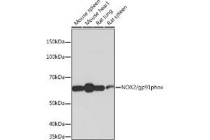 Western blot analysis of extracts of various cell lines, using NOX2/gp91phox antibody (ABIN7266629) at 1:1000 dilution. (CYBB 抗体)