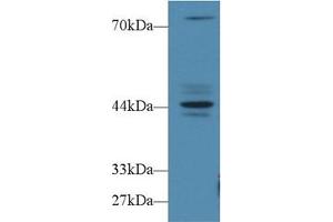 Western blot analysis of Human MCF7 cell lysate, using Human FBS Antibody (1 µg/ml) and HRP-conjugated Goat Anti-Rabbit antibody ( (Fibrosin 抗体  (AA 1-250))
